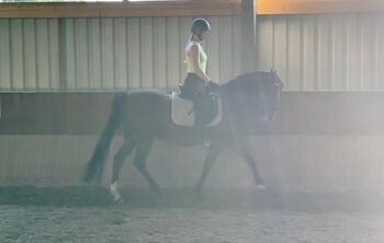 12 jähriges Freizeitpferd, Lenja Troch , Horses For Sale, Großrinderfeld