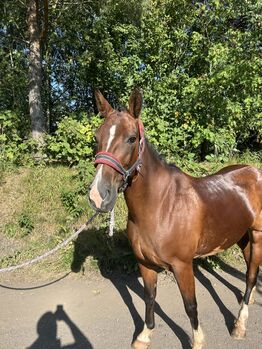 12 year old bay Irish sports horse racing 15.1hh