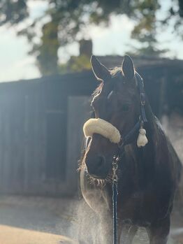 12-jährige Stute von Everdale x Flavio, Sophie, Horses For Sale, Jena