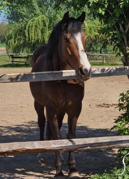 12j Vollblutstute sucht ihren Menschen, Tina, Horses For Sale, Prinzendorf an der Zaya
