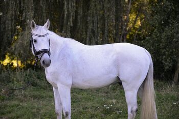 12jähriger Oldenburger Wallach sucht neues Zuhause