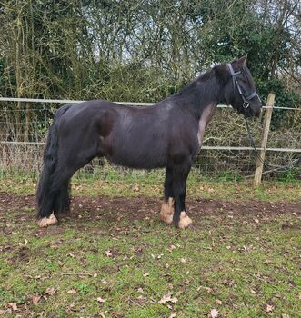 13.3hh welsh part bred, DANNIELLE ESSERY, Horses For Sale, STAFFORD