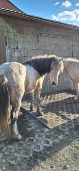 13 j. Islandwallach mit viel Geländeerfahrung, Sina Baurmann , Pferd kaufen, Schönberg