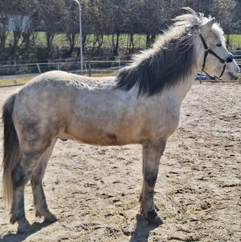 13 j. Islandwallach mit viel Geländeerfahrung, Sina Baurmann , Pferd kaufen, Schönberg