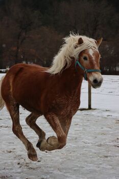 13 jähriger Haflinger Wallach sucht als Beisteller Lebensplatz, Sandra Kurz, Horses For Sale, Kleinstelzendorf