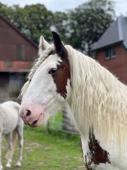 13 jähriger Tinker, Sandra H., Horses For Sale, Bargfeld-Stegen