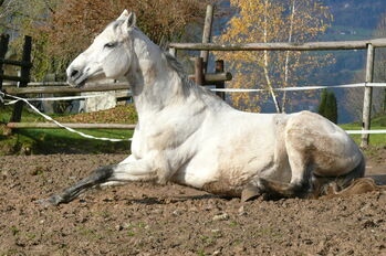 13-jährige Stute sucht Platz als Therapie oder Beistellpferd, Schlagbauer, Horses For Sale, Stubenberg