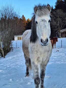 13 j. Islandwallach mit viel Geländeerfahrung