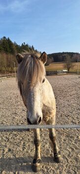13 j. Islandwallach mit viel Geländeerfahrung, Sina Baurmann , Konie na sprzedaż, Schönberg