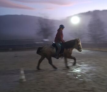 13 j. Islandwallach mit viel Geländeerfahrung