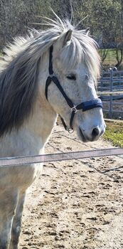 13 j. Islandwallach mit viel Geländeerfahrung