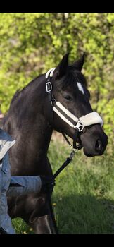 13j. Freizeitpony Rappstute (bedingt reitbar) sucht Endplatz, Sara, Pferd kaufen, Husum