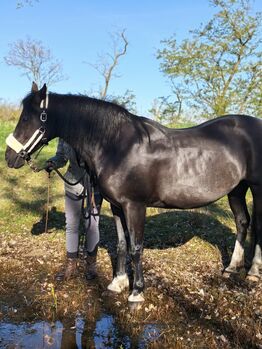 13j. Freizeitpony Rappstute (bedingt reitbar) sucht Endplatz