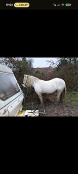 14.1 4 year old For sale