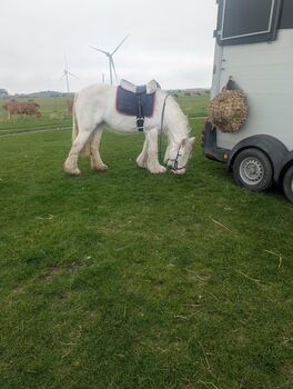 14.1 4 year old For sale, Romany Eggerton , Horses For Sale, Wakefield 