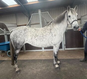 14.2hh | 9-year-old | Registered Connemara Mare