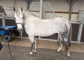 14.2hh | 9-year-old | Registered Connemara Mare, Brook, Pferd kaufen, Newark Nottinghamshire 