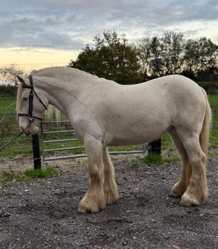14.2hh cob gelding