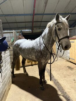 14.2hh Dapple grey gelding, Brook, Pferd kaufen, Newark Nottinghamshire 