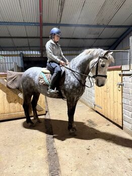 14.2hh Dapple grey gelding