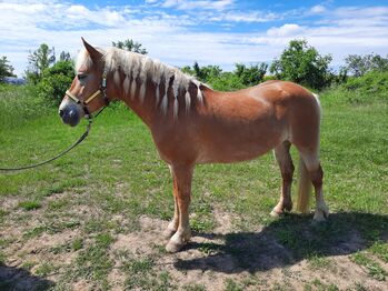 14 Jährige Haflingerstute sucht neuen Wirkungskreis, Patricia Suritsch, Horses For Sale, Wien