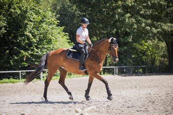 14-jährige Oldenburger Stute – Platz vor Preis, Lea Mutschler, Pferd kaufen, Dettighofen