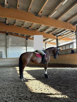 14-jährige Oldenburger Stute – Platz vor Preis