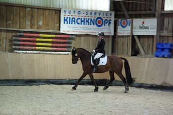 14 Jähriger Allrounder - ca. 1,56