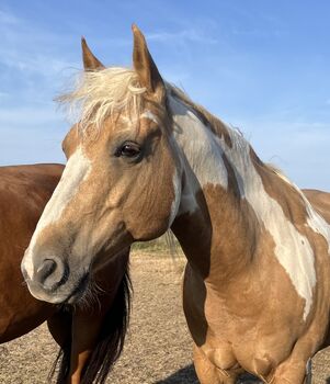14-jähriger liebenswerter Paint Horse Wallach