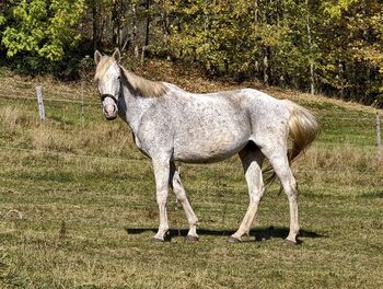 14 jährige Kisberistute, Sandra, Konie na sprzedaż, Sommer