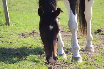 14 jähriger Wallach sucht neues Zuhause, Katharina Bart, Horses For Sale, Kerzers