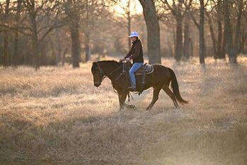14 Yr Old Bay Haflinger Horse Gelding, Mater , Pferd kaufen, London