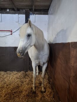 14'1 beautiful connemara pony