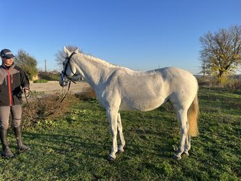 146cm 8yo mare