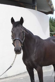 148cm Pony For Sale, Clare Green, Horses For Sale, Ballyconnell