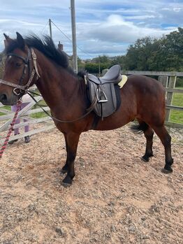 14hh Welsh cross