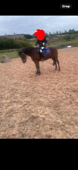 14hh Welsh cross