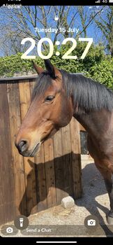 15’1 Bay Horse, Gillian Warnock, Horses For Sale, Ballyhalbert
