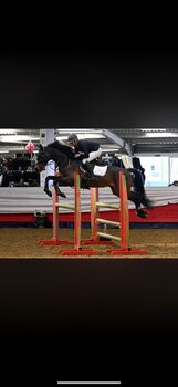 15:3 Irish sport horse gelding