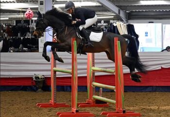 15:3 Irish sport horse gelding