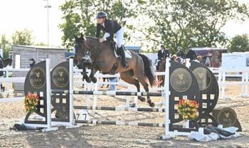 15:3 Irish sport horse gelding, Brook, Horses For Sale, Newark Nottinghamshire 