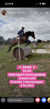 15:3 Irish sport horse gelding, Brook, Horses For Sale, Newark Nottinghamshire 