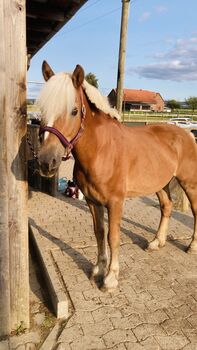 15 jähriger Wallach in bestes Zuhause, Stephie, Horses For Sale, Bückeburg 