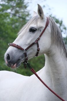 15- jähriger Cruzado (PRE x Lusitano), Christine Gastreich , Pferd kaufen, Telgte