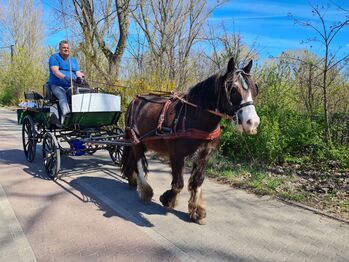 15-jähriger Tinker-Wallach – absolutes Verlasspferd