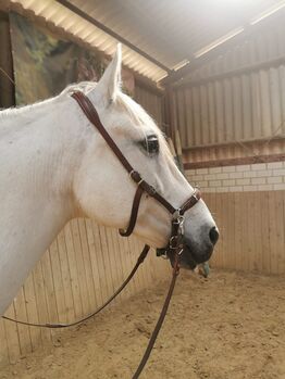 15- jähriger Cruzado (PRE x Lusitano)
