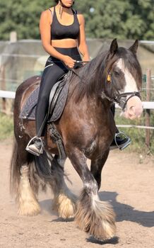 15-jähriger Tinker-Wallach – absolutes Verlasspferd, Winkelmann, Horses For Sale, Werneuchen