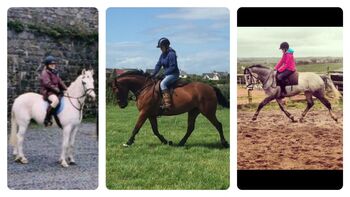 15’1 Bay Horse