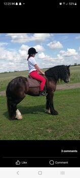 15'1 black mare, Beverley, Pferd kaufen, Oakham