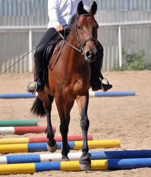 152cm Wallach, Evelyn Pferdhod, Konie na sprzedaż, Debrecen